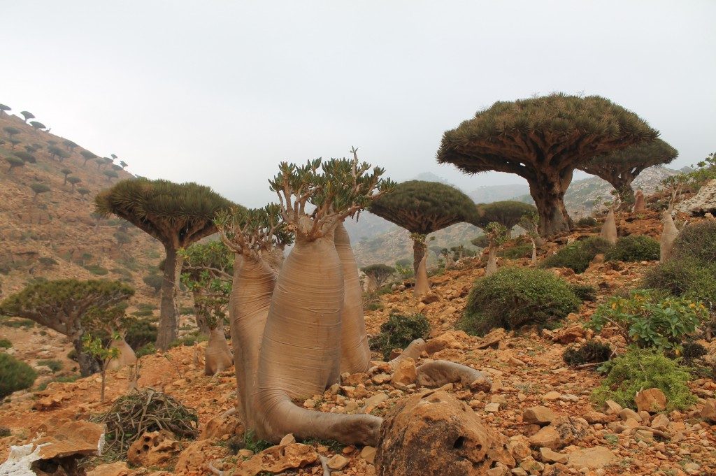 View over the Sokotra's flora, Jemen